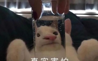 咒怨剧情文案沙雕，咒怨剧情文案沙雕句子