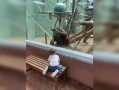 宝宝恶搞大猩猩视频大全，宝宝恶搞大猩猩视频大全下载