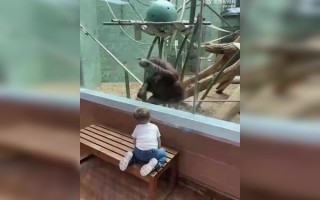 宝宝恶搞大猩猩视频大全，宝宝恶搞大猩猩视频大全下载
